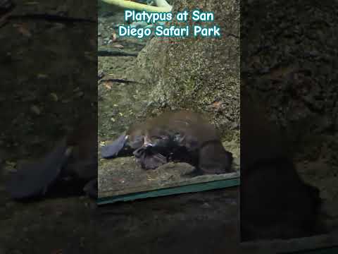 The only pair of Platypus at a public zoo outside  