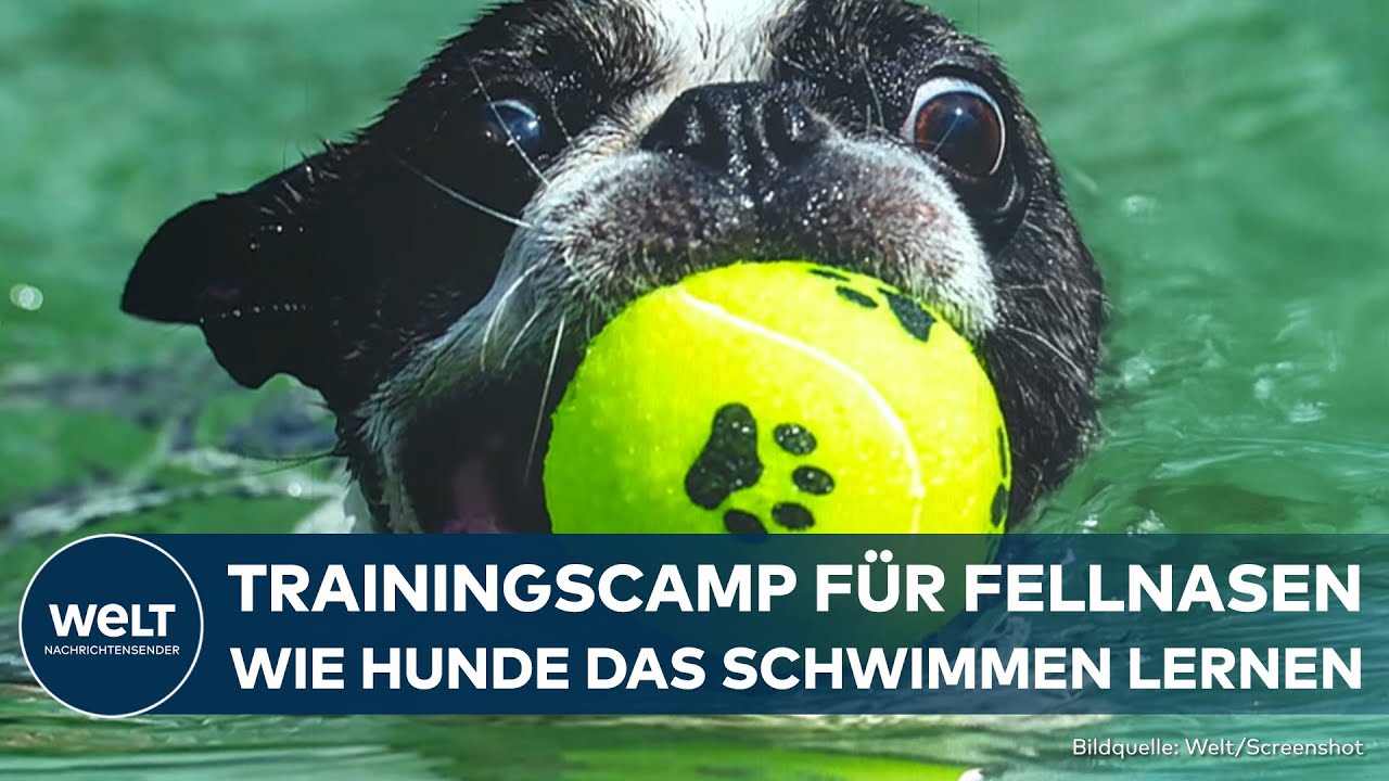 DEUTSCHLAND: Hundebesitzer setzen auf Schwimmschulen! So lernen Hunde Schwimmen