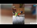 Parrot dancing on 'Aankh Marey' is the best thing on internet today