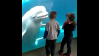 「頑皮白鯨」張嘴嚇小孩