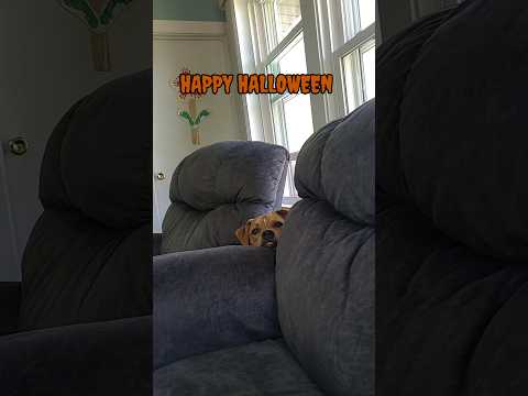 My dog thinks he's Michael Myers #shorts #Halloween #MichaelMyers