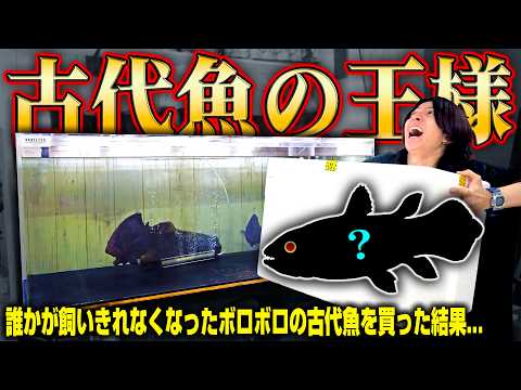 【ボロボロの古代魚】誰かが飼いきれずに手放した古代魚の王様を買いました