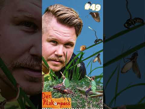 Hörprobe Pilzkompass Folge 49 - Insekten & Pilze mit Thomas Hörren (#natur #podcast #fungi #insect)