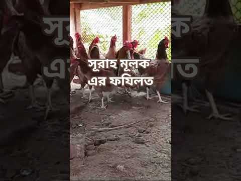 যে সূরা তিলাওয়াত করলে কবরের আজাব হবেনা😱🔥#mijanur_rahman_ajhari#viral#shorts#waz #foryou#shortsvideo