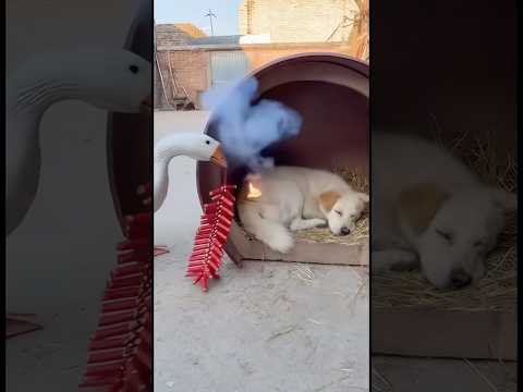 PUPPY Pranked With Fire Crackers By DUCK 😱