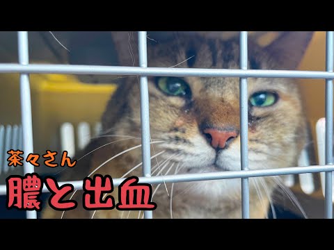 急遽、猫病院に行きました