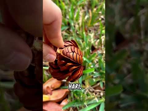 Manfaat Tersembunyi Buah Mahoni 🌿 Si Pahit Banyak Khasiat #BuahMahoni #FaktaUnik #HerbalAlami