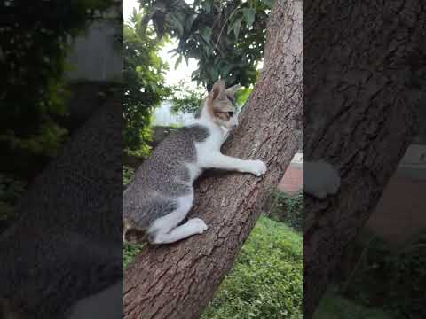 Let's climb down #catvideos #cat #kitten #kitty #pet #cutekitty #cutecat #kittycat