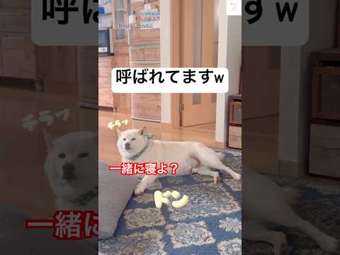 飼い主の一緒に寝たい白柴💕　#白柴　#柴犬　#犬　#かわいい犬 #犬のいる暮らし サムネイル