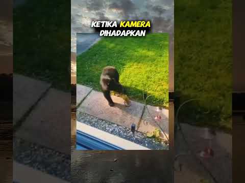 kucing ini tercengang melihat beruang#videolucu#shorts#kucinglucu