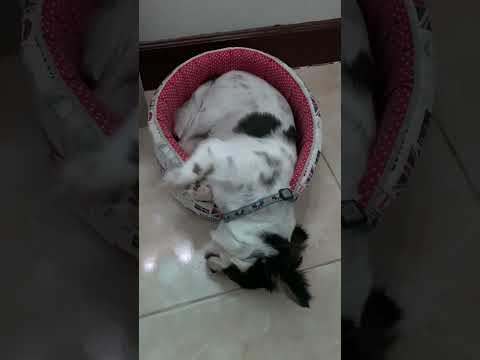 #น้องหมาจอมซน🐶💫❤️#บุญรอด