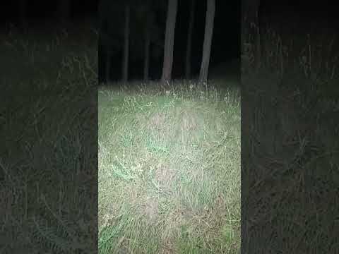 MANSEHRA KE JANGALAT ME JINNAT KI AHAT OR UNSE DOSTI||JANGALAT MEIN GHAIR MARI MAKHLOOQ KI AWAZIN|