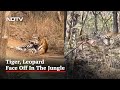 Leopard and tiger face-off in viral video from Panna Reserve, Madhya Pradesh
