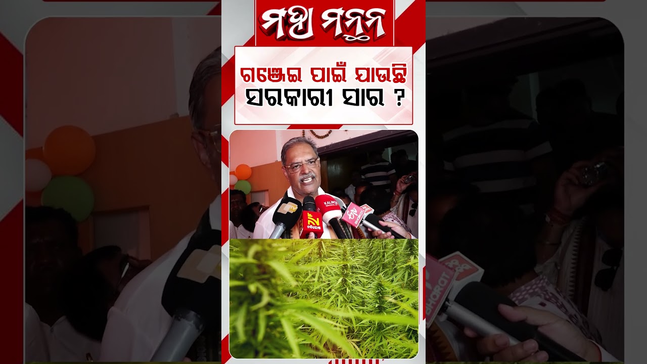 ଗଞ୍ଜେଇ ପାଇଁ ଯାଉଛି ସରକାରୀ ସାର ?Maha Mamanthana | Argus Reels |Ganja Cultivation | FertilizerDiversion