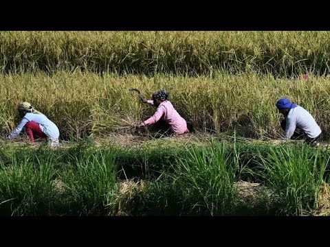 Fao, rapporto shock sull'agricoltura: persi 3,6 trilioni di euro in 30 anni. Prima stima globale