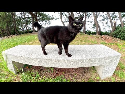 丘の上で黒猫をモフっていたら息子のキジシロ猫が割り込んできた