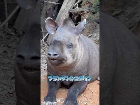 バクはキモカワ動物の代表！？夢を食べる伝説の正体！