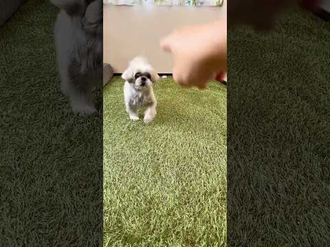カンタン犬のしつけ【まずは信頼関係を築く】 #犬 #シーズー#shihtzu