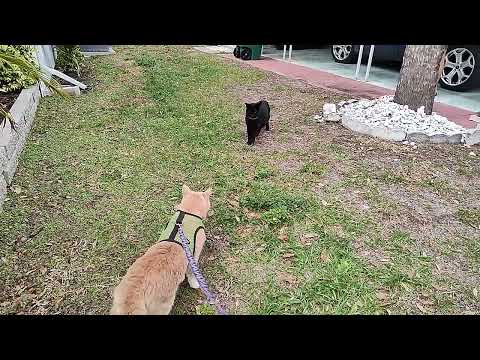 Cat on Leash Meets Domestic Black Cat