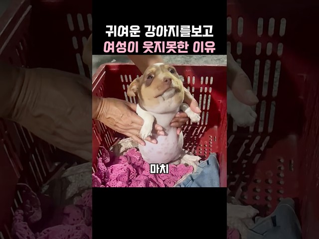 귀여운 강아지를보고 여성이 웃지못한 이유