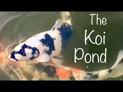 A Koi Pond A lovely day in December in California at the koi pond. 
6,000 gallons, 5 feet deep, 15 koi. Thanks 