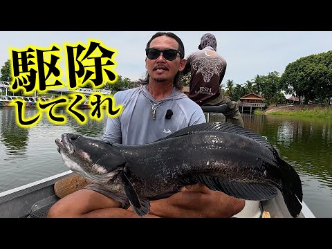 ジャイアントスネークヘッドの駆除を依頼されました。リリース禁止のプライベートポンドで大量繁殖したチャドーを狙う2泊3日のタイランド釣り遠征