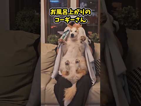 犬の動画サムネイル - 仕事で疲れてお前らに贈る笑いと癒しのコーギー5選ww　#コーギー #笑える #癒し #コーギーのいる暮らし #犬のいる生活 #犬