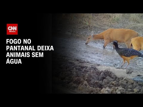 ​Fogo no Pantanal deixa animais sem água | AGORA CNN