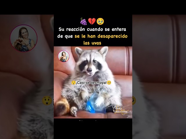 🥹💔Le rompieron el corazón.🐾🥺#animal #animales  #cats #love #amor #castor  #god #dios