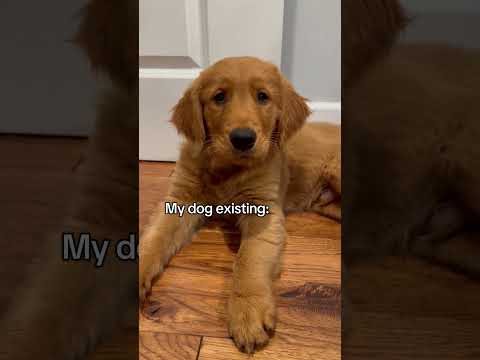 犬の動画サムネイル - Only dog parents get it! 😉