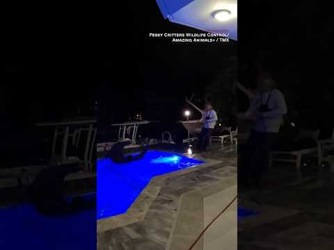 Florida homeowners discover ‘massive’ animal swimming in their pool