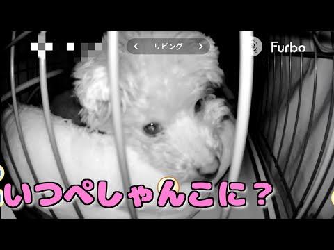 愛犬にあげたカインズの保温ベッドがぺしゃんこになってるので寝る時の様子を覗き見てみたら…【トイプードル】