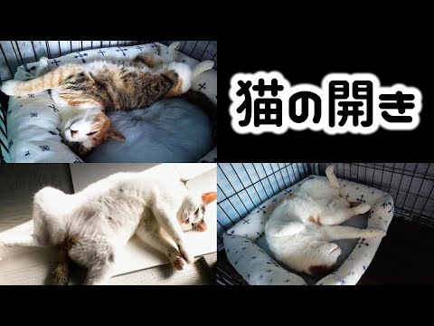 これがうちの猫の開きです