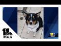 Baltimore Humane Society encourages pet adoption
