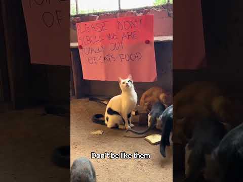 Donation link in bio #helpmeplease#catrescue #cat