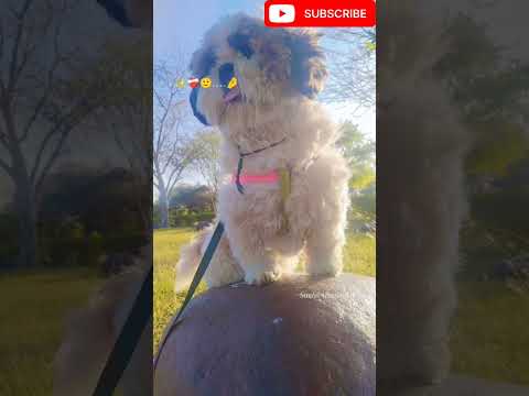 Tera diwanapan menu karu pagal #ekmotahathighumechala #punjabisong #song #punjabimusic #viral