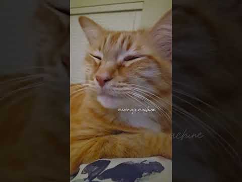 Morning routine 1   #1million #morningroutine #gingercat #orangecat #cuddles #cuddletime #wakeup