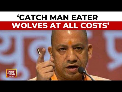 Uttar Pradesh CM Yogi Adityanath's Directives On Operation Wolf: Catch Man Eater Wolves At Any Cost