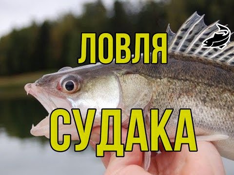 прикормка для щуки своими руками рецепты прикормка для щуки своими руками рецепты