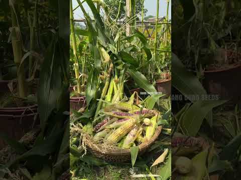 Bắp nếp Cẩm Hồng - Rạng Đông seeds #hatgiongrangdong #rangdongseeds