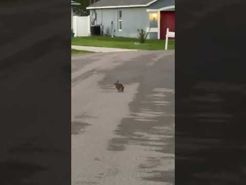 Флорида! После дождичка в четверг🤣￼ #florida #life #happy