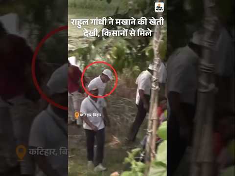 Bihar Election Shorts : वोटर अधिकार यात्रा राहुल मखाने की खेती देखने के लिए तालाब में उतरे