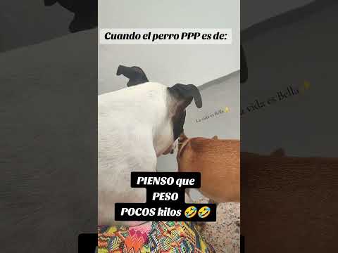Estos pitbuls....yatusabe 🤣✨#animalshorts #memesviral #perros #ppp #pitbull #humor #pets #pets