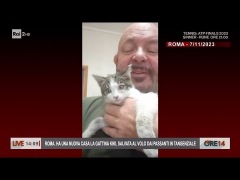 Roma. Ha una nuova casa la gattina Kiki, salvata dai passanti - Ore 14 del 16/11/2023