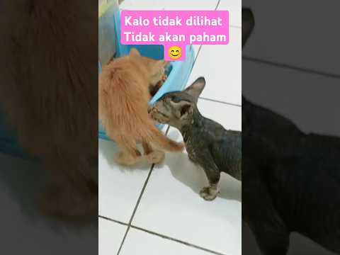 Lihatlah kelakuan kucing kecil ini bikin geleng² kepala #shorts #cat #funnycat
