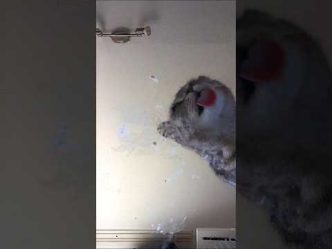 Katze am essen #katze #trend #viral #food #cat #asmr