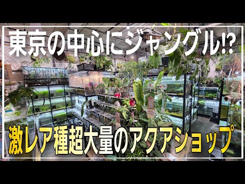 【衝撃映像】アクア専門店よりアクアコーナーが凄すぎる‼全てが奇跡の小林昆虫BEREM「ベレン」さん‼ aquarium アクアリウム 熱帯植物 金魚 熱帯魚 水草 流木 メダカ 爬虫類 カメ ヘビ