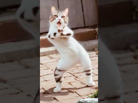 13❤😻🐾Cute kitten #cat #lovecats #cats #catvideos #kittens #catlover #princesscat #kitten