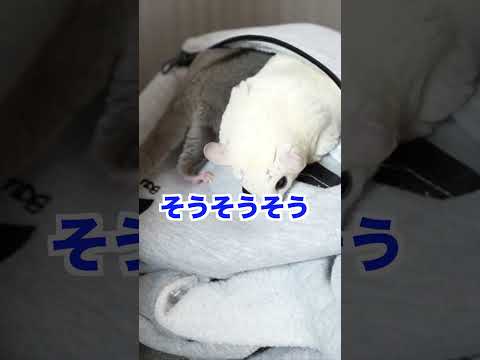 最後は飼い主に甘えん坊なフクロモモンガ#モモンガ #動物 #ペット