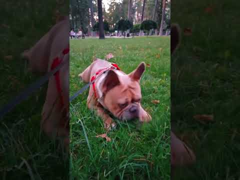 #bulldogfrances #frenchbulldog #tandemmtb #frenchie #puppy #pets #frenchbulldoglife #bulldog #poki